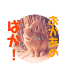 うさぎのハル♡2（個別スタンプ：16）