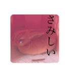 うさぎのハル♡2（個別スタンプ：19）