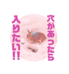うさぎのハル♡2（個別スタンプ：20）