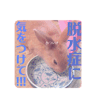 うさぎのハル♡2（個別スタンプ：22）