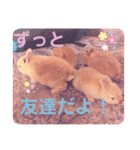 うさぎのハル♡2（個別スタンプ：24）