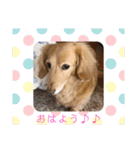 愛犬ROCOの日常(最新)（個別スタンプ：1）