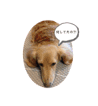 愛犬ROCOの日常(最新)（個別スタンプ：2）