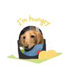 愛犬ROCOの日常(最新)（個別スタンプ：3）