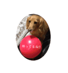 愛犬ROCOの日常(最新)（個別スタンプ：5）