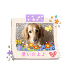 愛犬ROCOの日常(最新)（個別スタンプ：6）