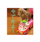 愛犬ROCOの日常(最新)（個別スタンプ：7）