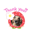 愛犬ROCOの日常(最新)（個別スタンプ：11）