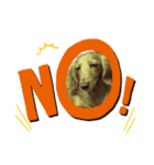 愛犬ROCOの日常(最新)（個別スタンプ：12）