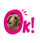 愛犬ROCOの日常(最新)（個別スタンプ：13）