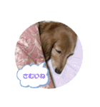 愛犬ROCOの日常(最新)（個別スタンプ：14）