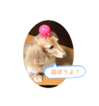 愛犬ROCOの日常(最新)（個別スタンプ：16）