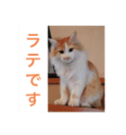 袖ヶ浦の三兄弟（個別スタンプ：1）