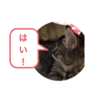 袖ヶ浦の三兄弟（個別スタンプ：2）