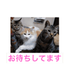 袖ヶ浦の三兄弟（個別スタンプ：3）