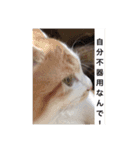 袖ヶ浦の三兄弟（個別スタンプ：4）