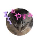 袖ヶ浦の三兄弟（個別スタンプ：5）