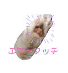 袖ヶ浦の三兄弟（個別スタンプ：15）