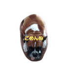 ボクサー犬 愛（個別スタンプ：1）