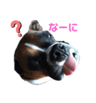 ボクサー犬 愛（個別スタンプ：3）
