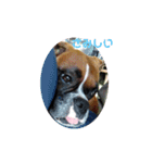 ボクサー犬 愛（個別スタンプ：4）