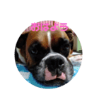 ボクサー犬 愛（個別スタンプ：5）