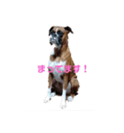 ボクサー犬 愛（個別スタンプ：7）