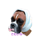 ボクサー犬 愛（個別スタンプ：8）