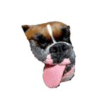 ボクサー犬 愛（個別スタンプ：9）