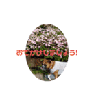 ボクサー犬 愛（個別スタンプ：10）