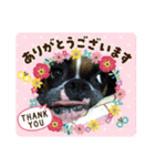 ボクサー犬 愛（個別スタンプ：11）