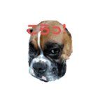 ボクサー犬 愛（個別スタンプ：12）