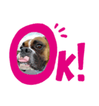 ボクサー犬 愛（個別スタンプ：14）