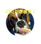 ボクサー犬 愛（個別スタンプ：15）