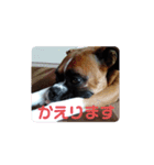 ボクサー犬 愛（個別スタンプ：16）