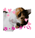 もみとらスタンプ（個別スタンプ：2）