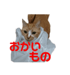 もみとらスタンプ（個別スタンプ：7）