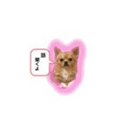チワワのコンちゃんスタンプ(´ω`)（個別スタンプ：1）