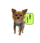 チワワのコンちゃんスタンプ(´ω`)（個別スタンプ：2）