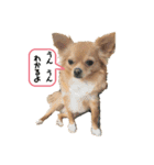 チワワのコンちゃんスタンプ(´ω`)（個別スタンプ：3）