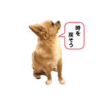 チワワのコンちゃんスタンプ(´ω`)（個別スタンプ：5）