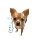 チワワのコンちゃんスタンプ(´ω`)（個別スタンプ：7）