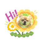 チワワのコンちゃんスタンプ(´ω`)（個別スタンプ：10）