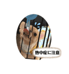 チワワのコンちゃんスタンプ(´ω`)（個別スタンプ：11）