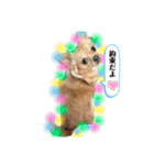 チワワのコンちゃんスタンプ(´ω`)（個別スタンプ：12）
