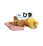 チワワのコンちゃんスタンプ(´ω`)（個別スタンプ：16）