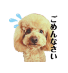 わーーーんこ（個別スタンプ：3）