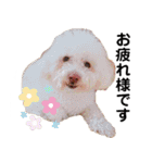 わーーーんこ（個別スタンプ：6）