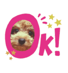 わーーーんこ（個別スタンプ：11）