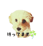 わーーーんこ（個別スタンプ：14）